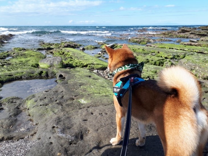 沖ノ島 公園 ペット